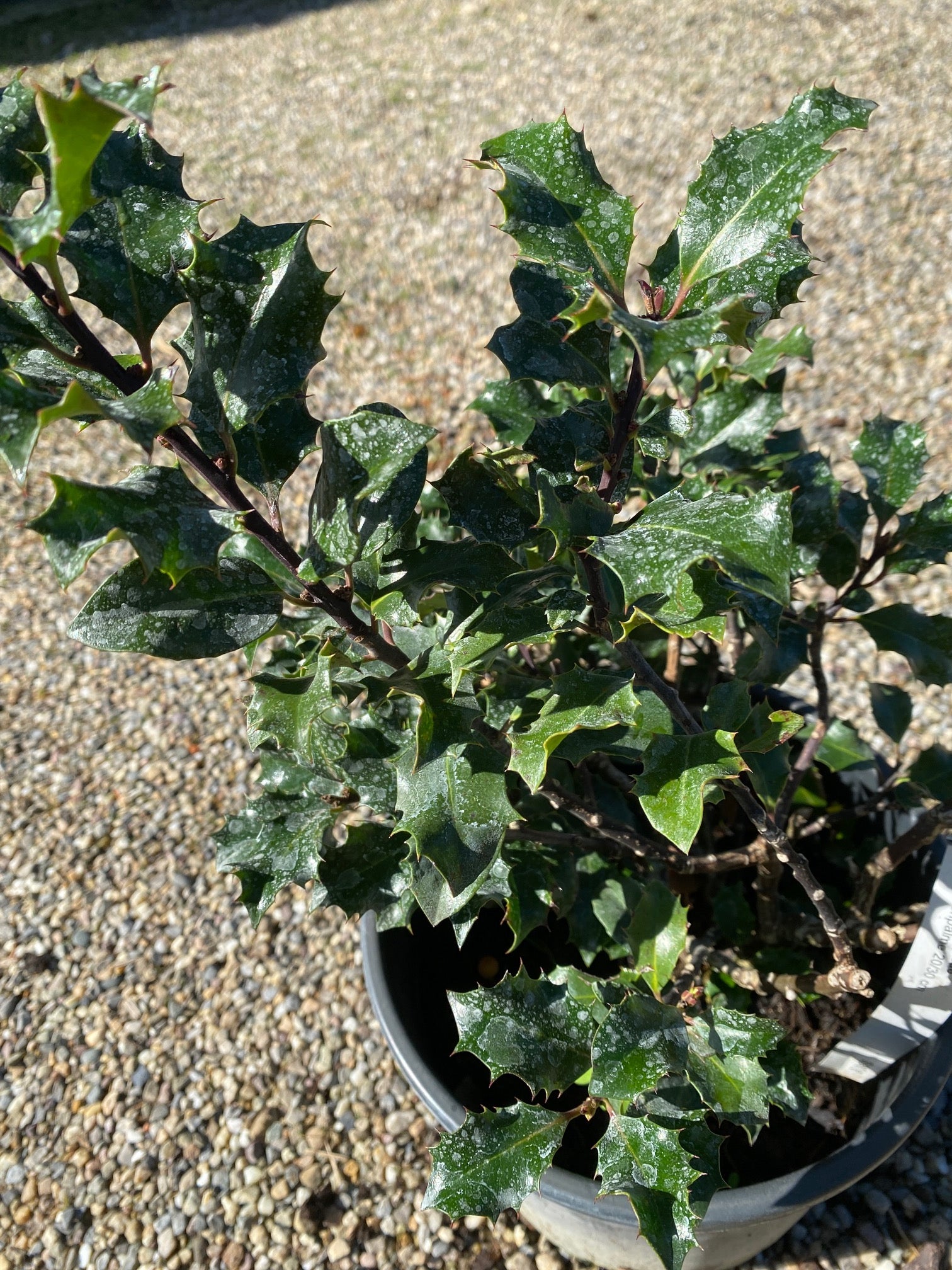 Stechpalme / Ilex meserveae